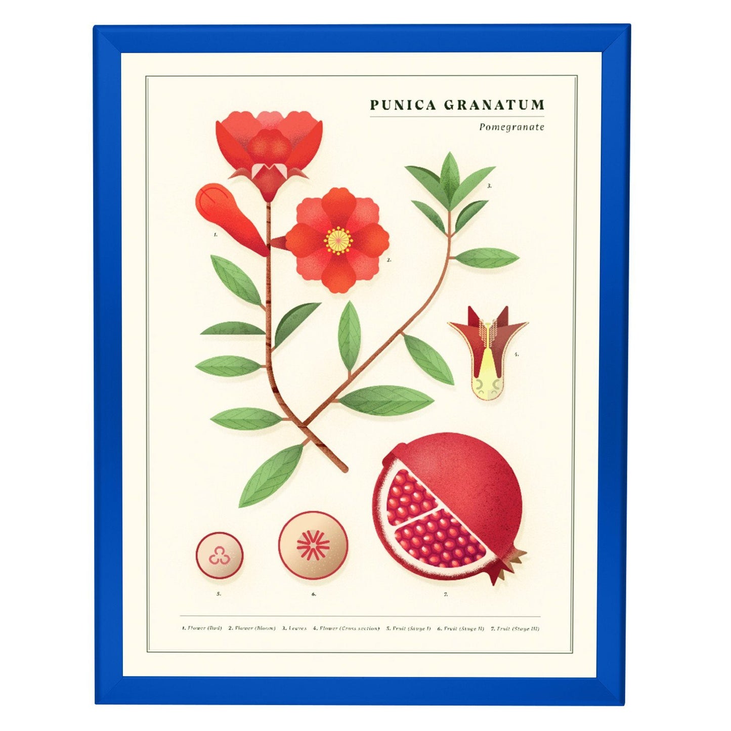 20x30 Blue SnapeZo® Snap Frame - 1.25 Inch Profile